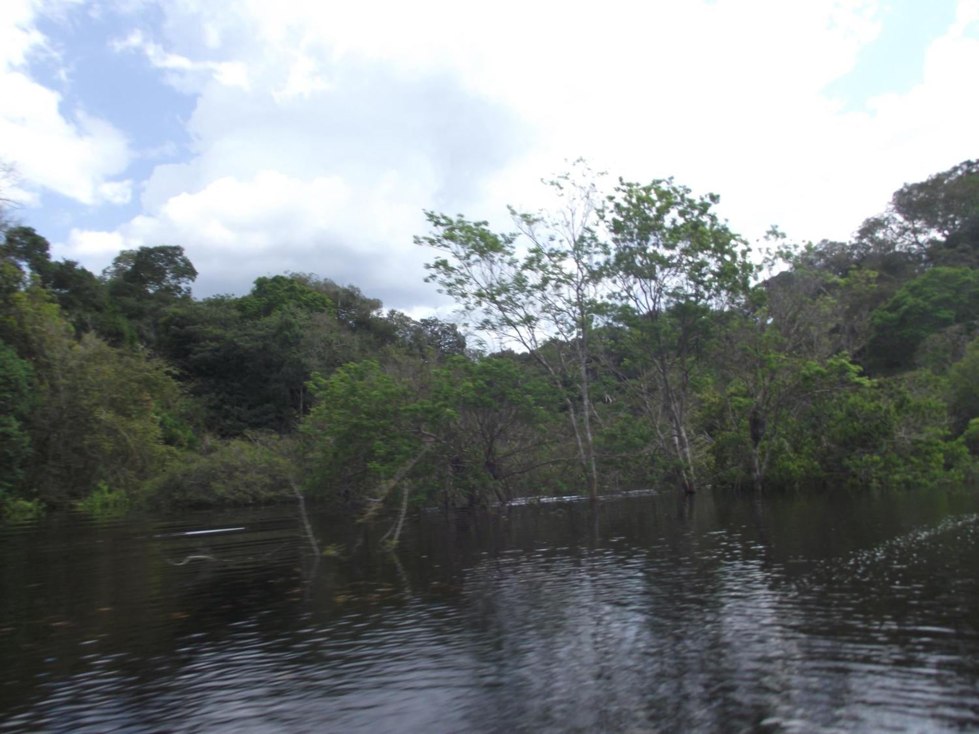 Amazon Arowana Lodge Careiro Zewnętrze zdjęcie